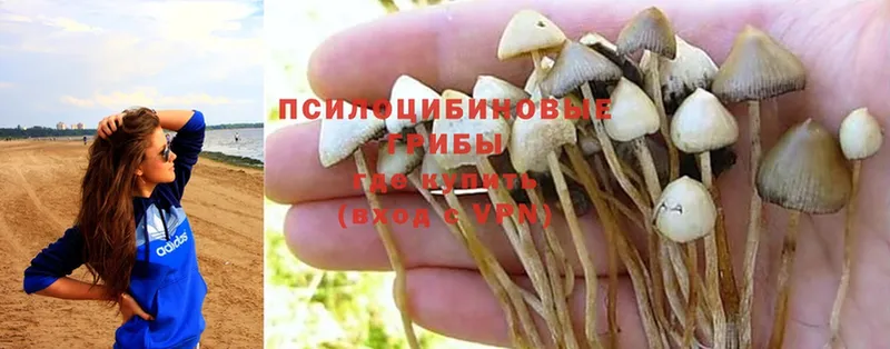 Галлюциногенные грибы Magic Shrooms  продажа наркотиков  Домодедово 